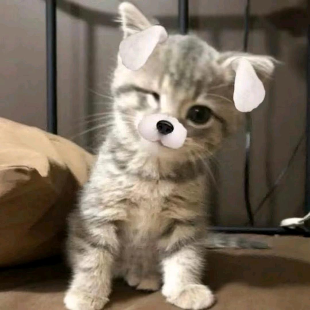 梦幻西游小小