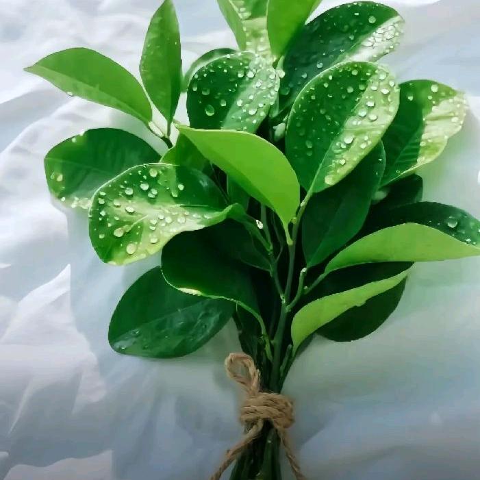 木炎