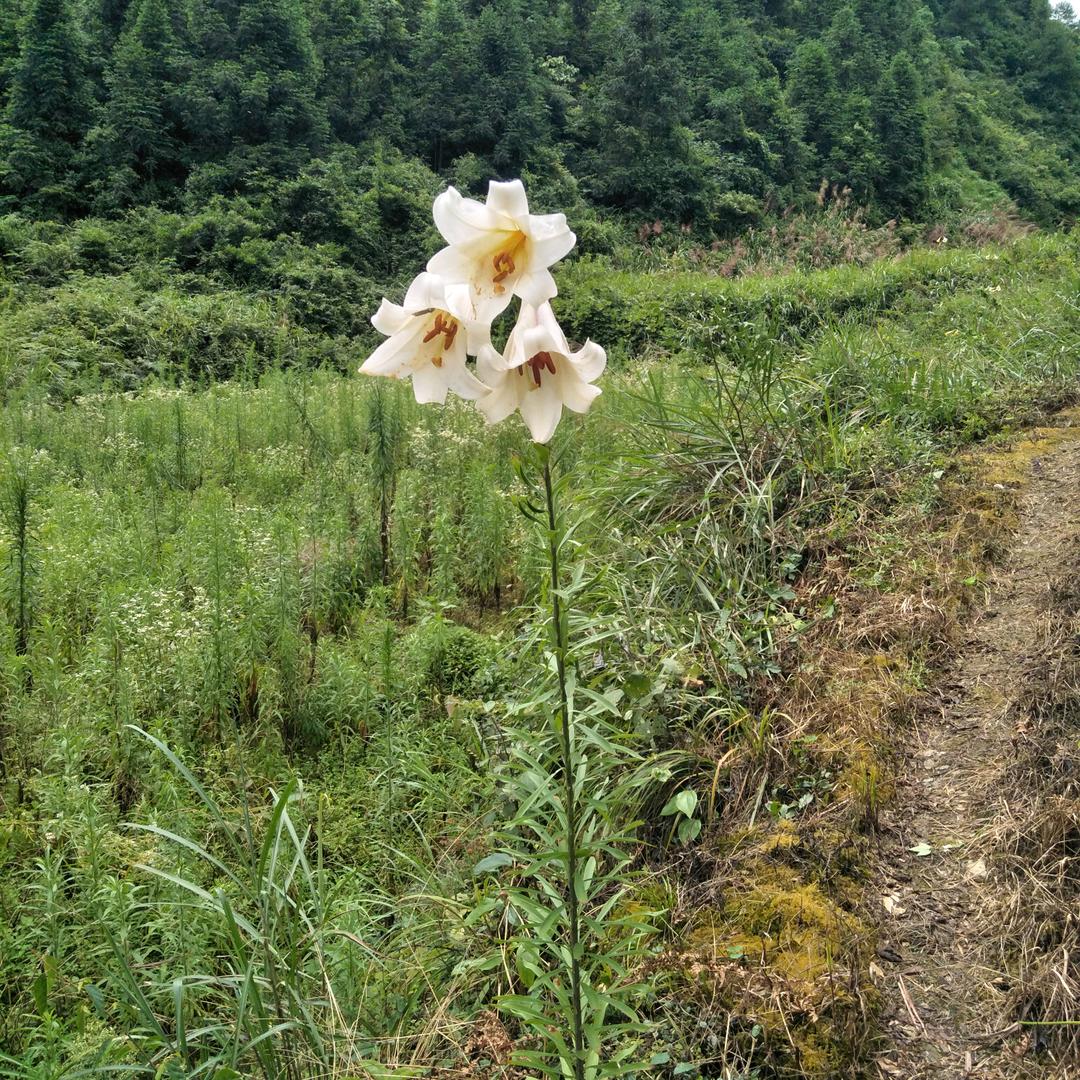 情深意动