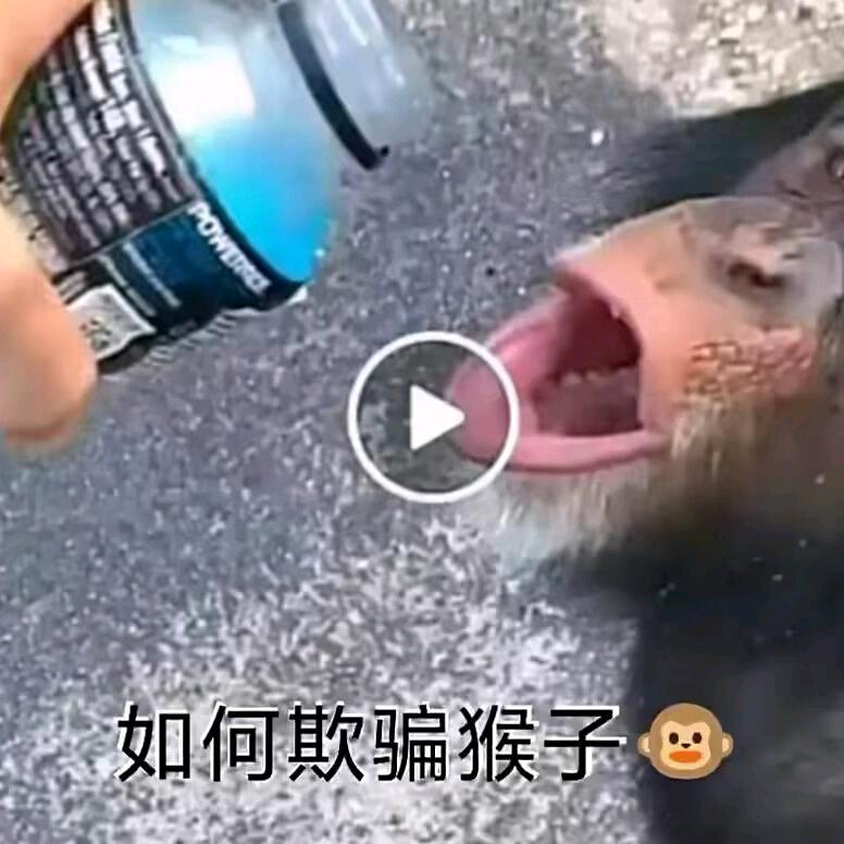 Monkey Fire
