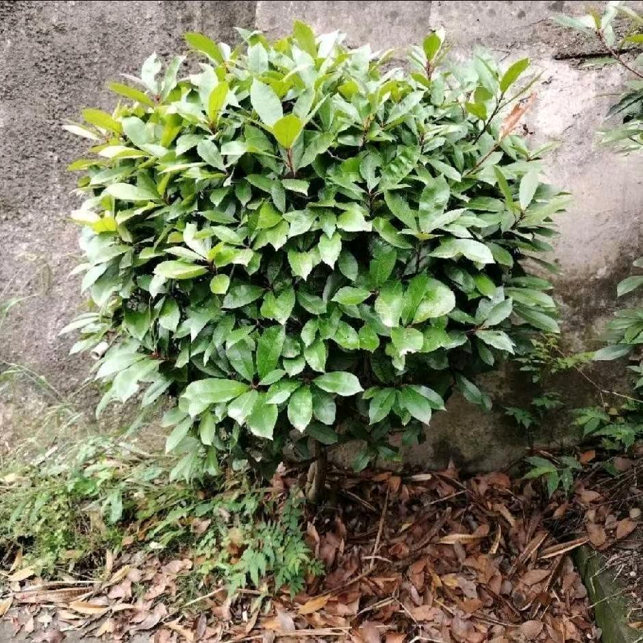 淡然自随