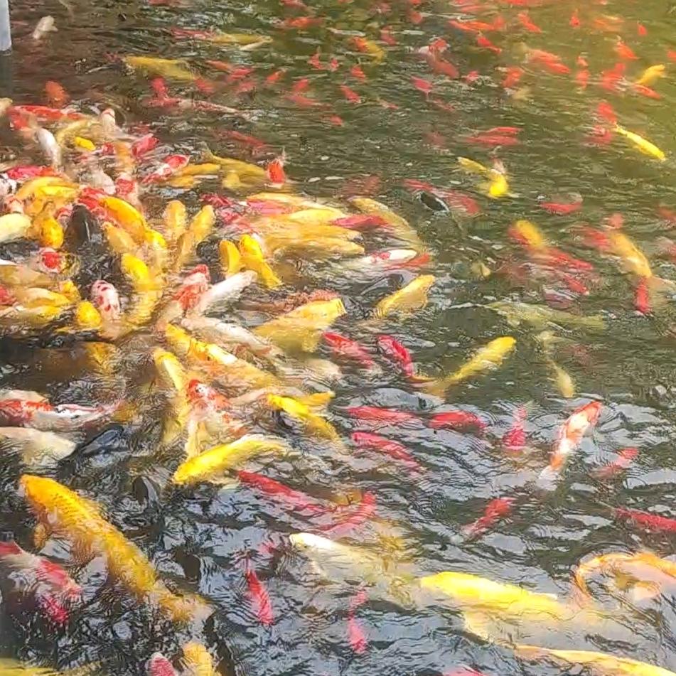 💞幸＾运◇之＾星💞