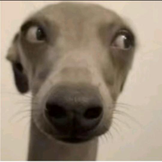 鼠鼠战士