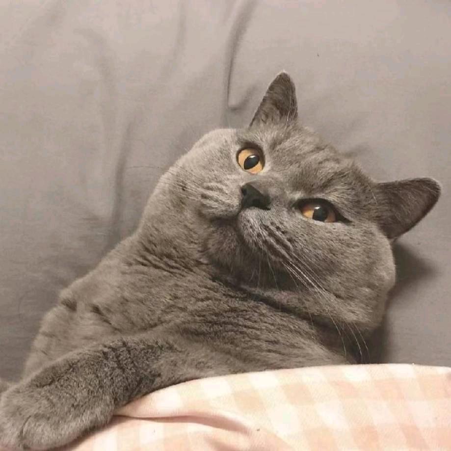 袁