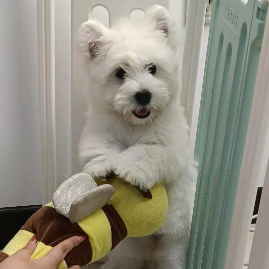 老六是只西高地