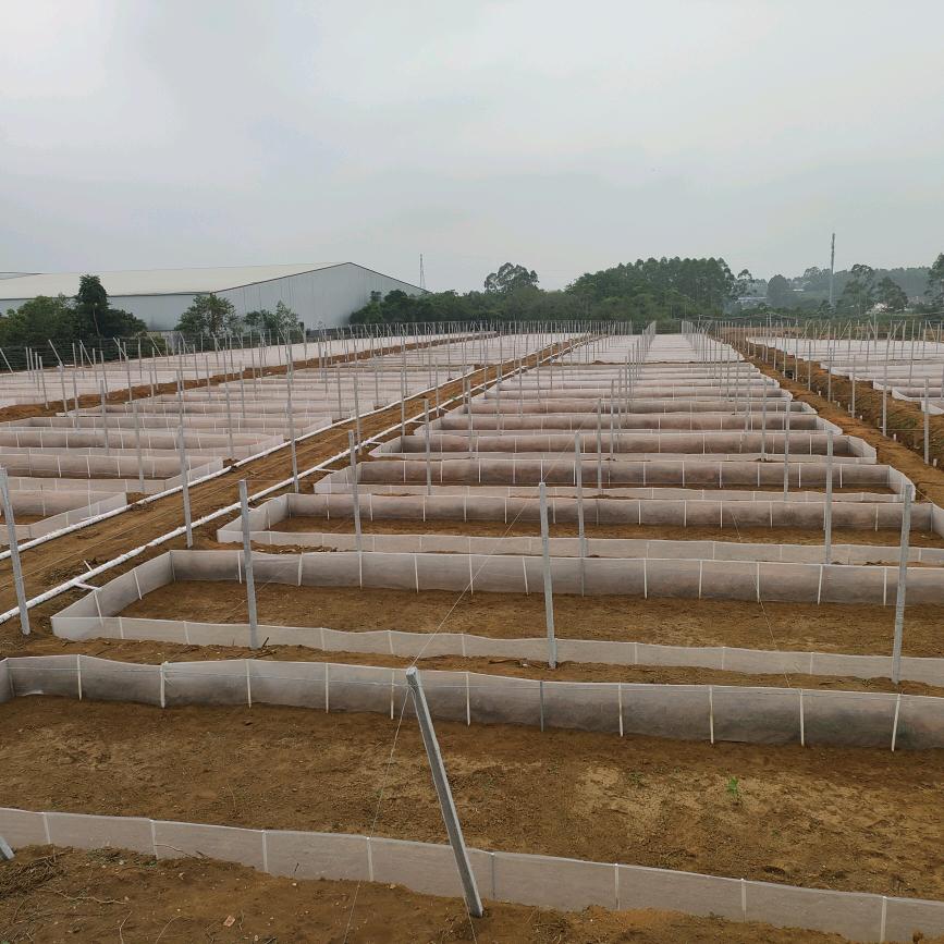 专业搭架，百香果火龙果架，修复架、黄