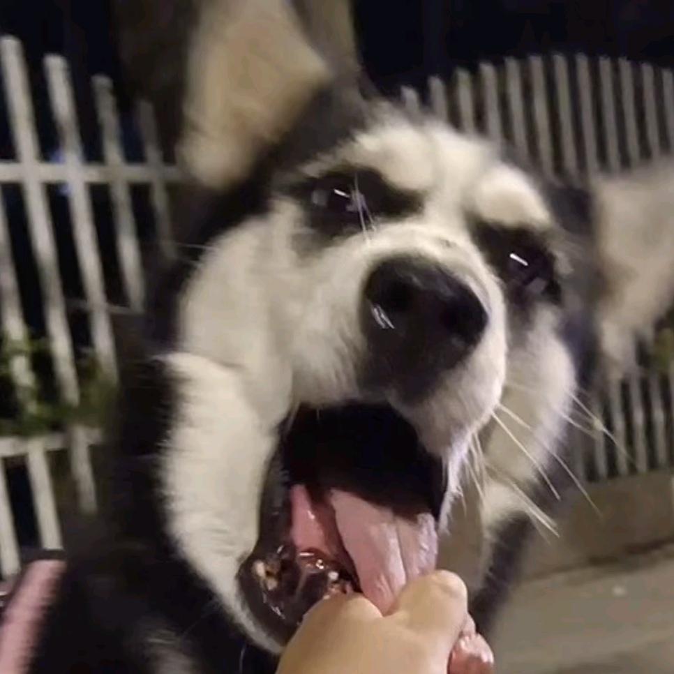 呆子,