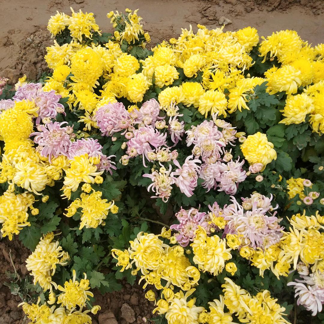 芊芊