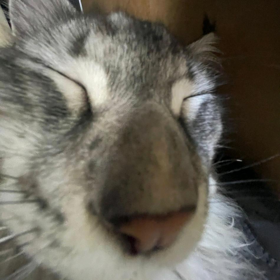绝缘的lvnnc