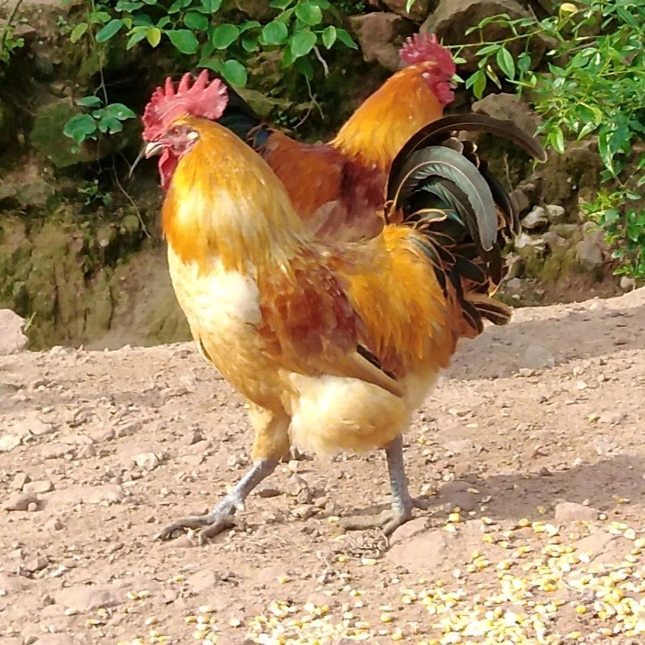 凤鸣军团大都督