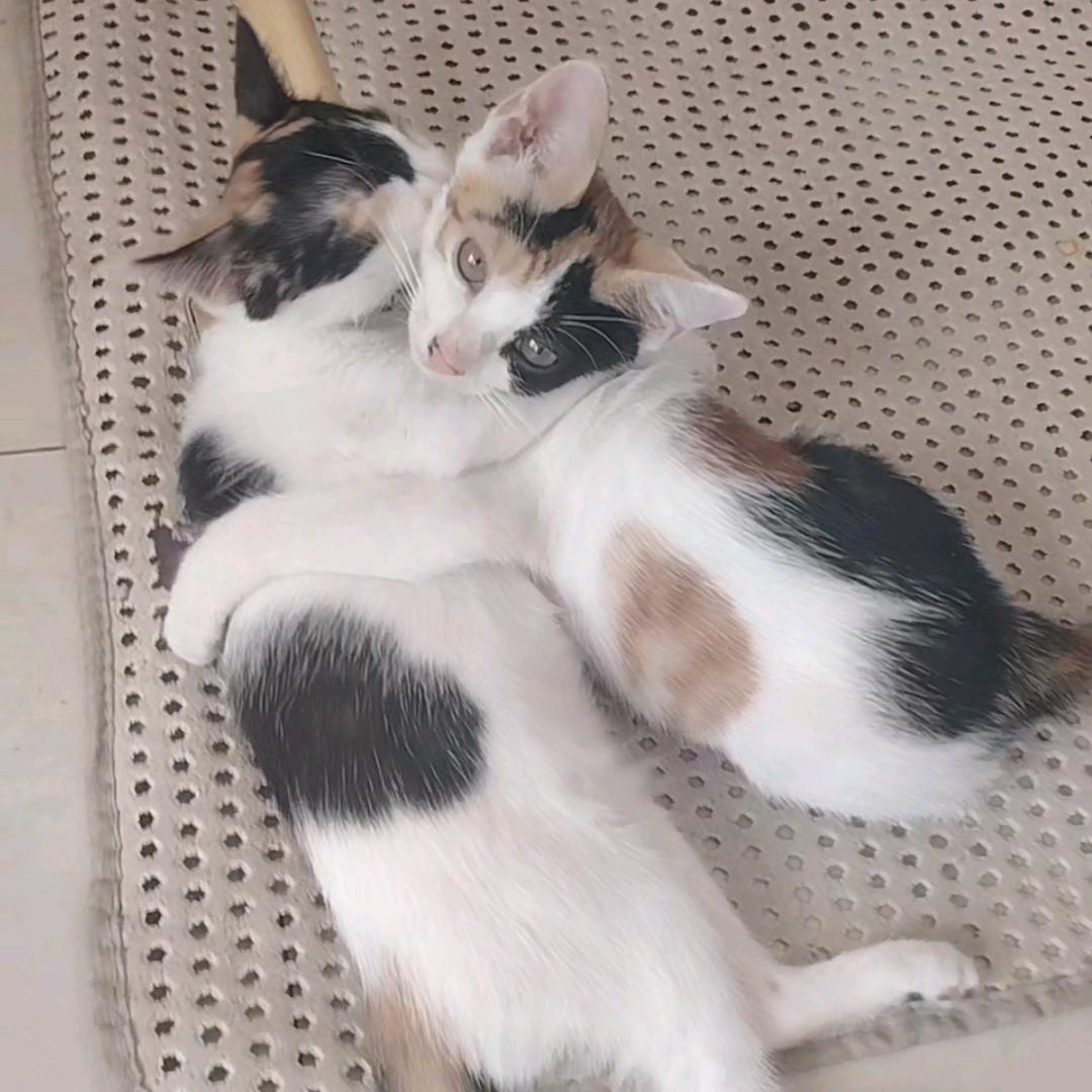 7只小猫咪