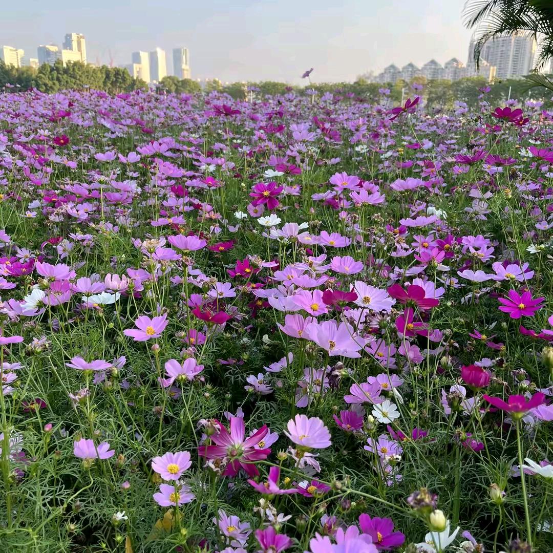 美好的鲜花