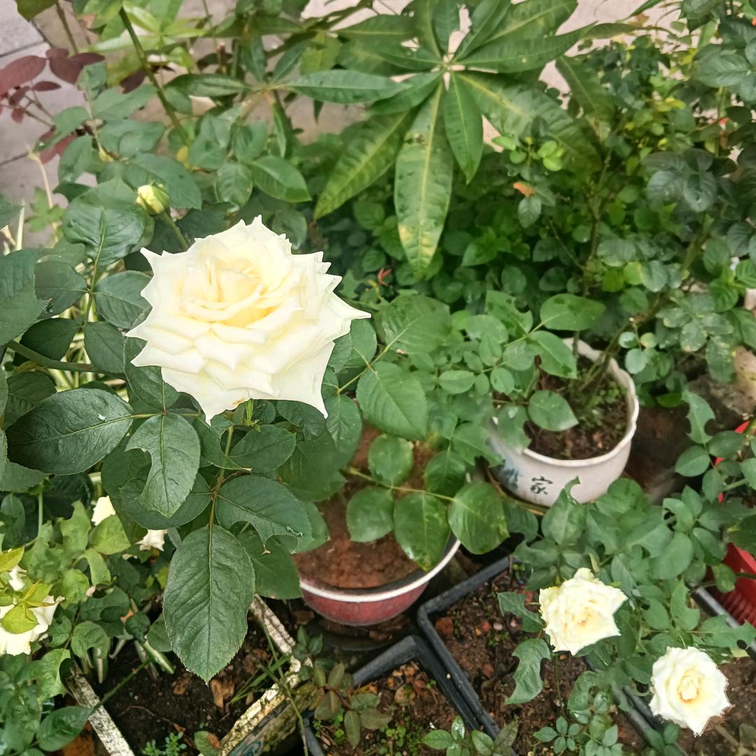 德峰橱窗好物