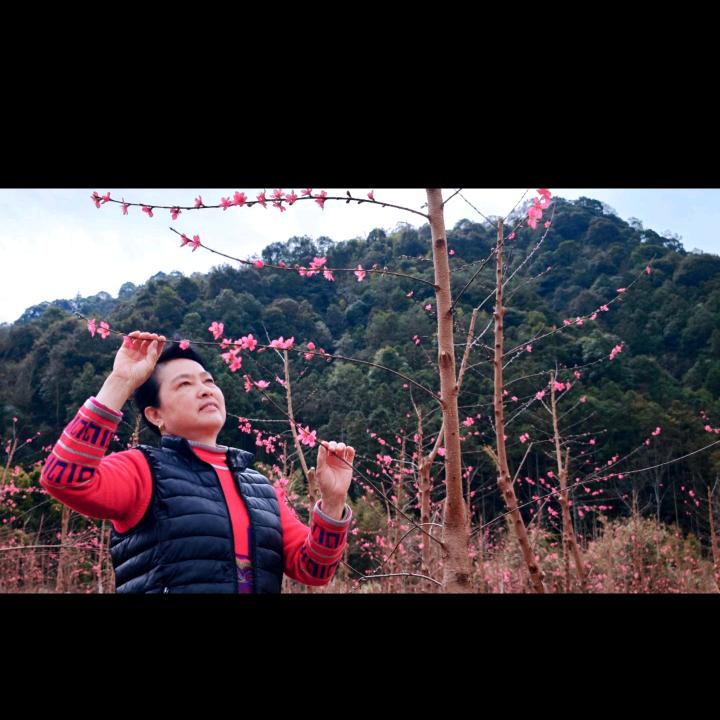 桃花梦