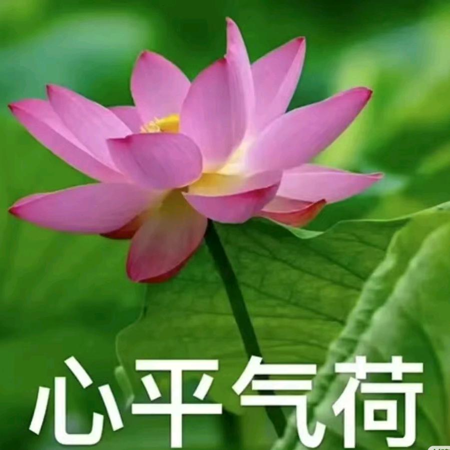 🌸🌸🌸