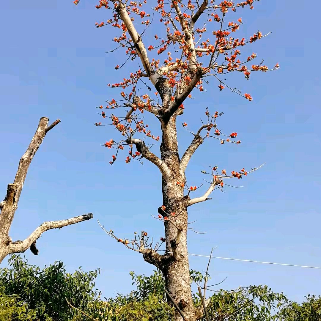 男付