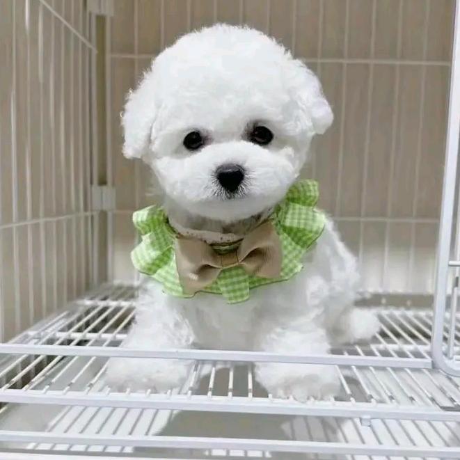小刺猬萌宠