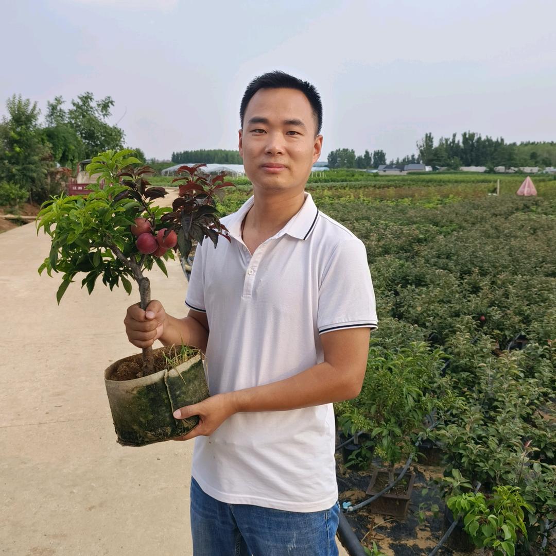 鹏华果树苗木专营店
