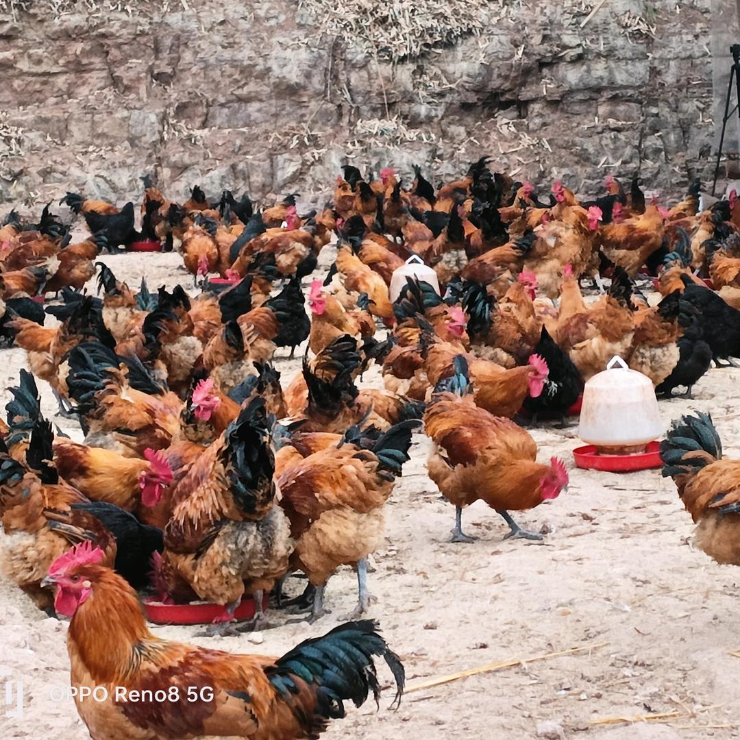 开心农场#全生态养殖