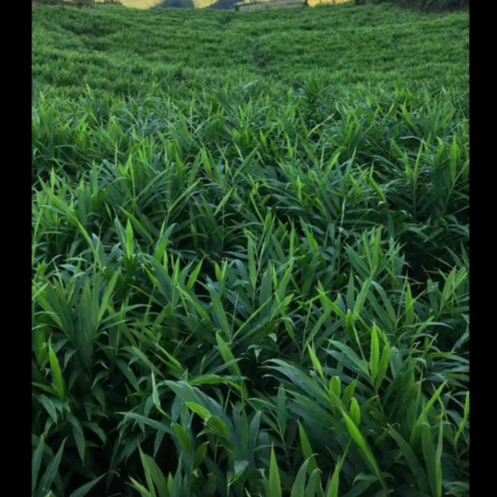 美丽的草原