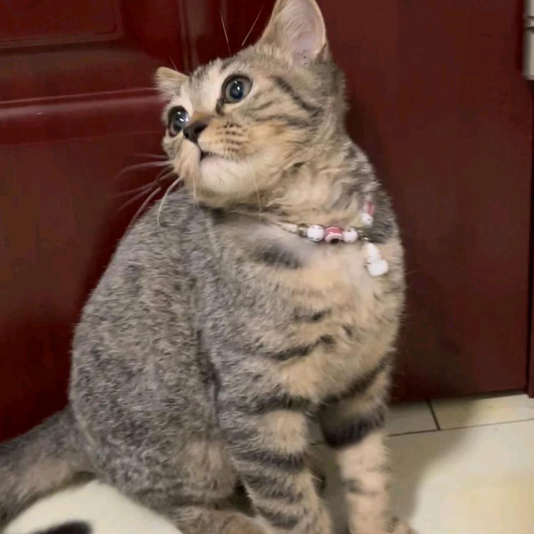 中国黄金✨晓静