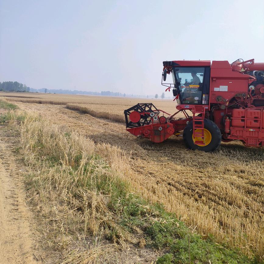 跨区收割玉米,小麦,玉米籽粒