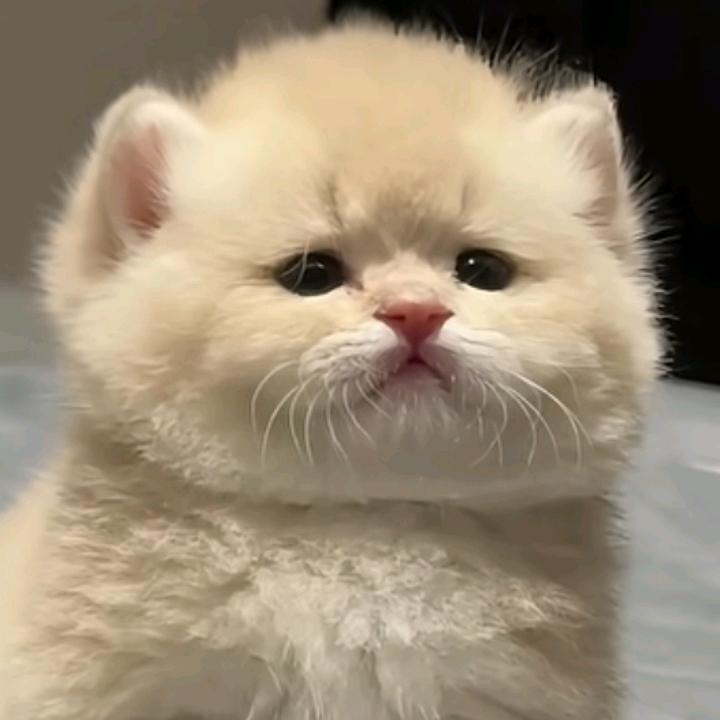 燕子