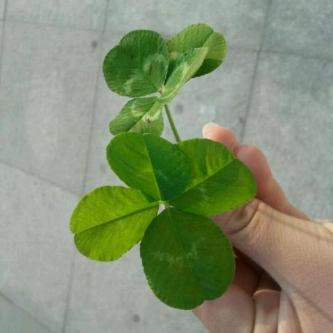 爱❤️在进行🍀🍀🍀