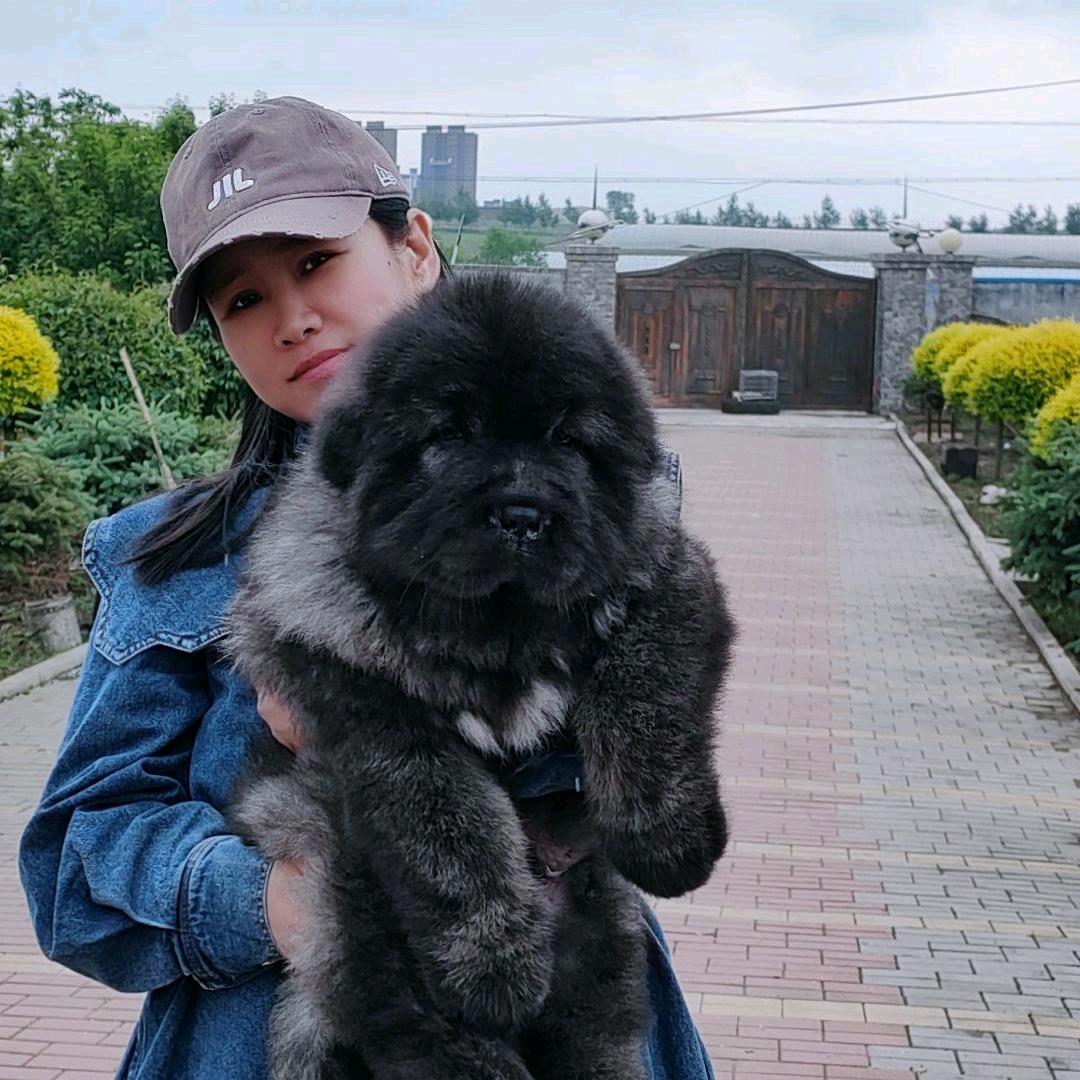傻欢的高加索犬