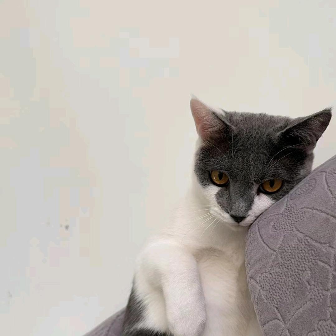 骑着大象去赶集