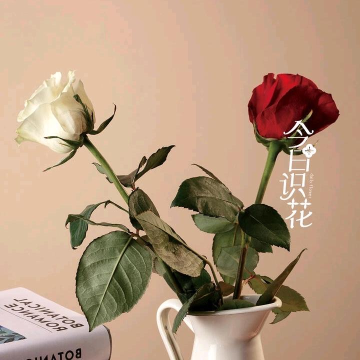 桂珍