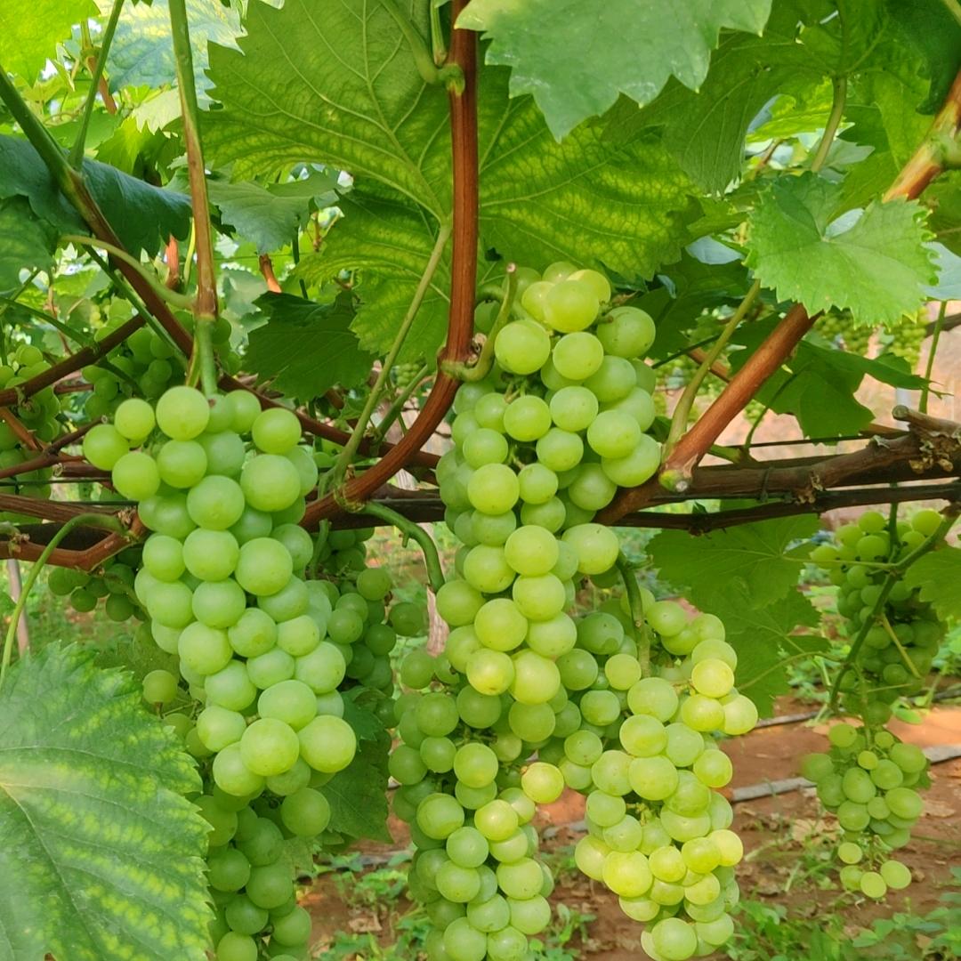 宜宾绿之雅有机农庄陈～陈