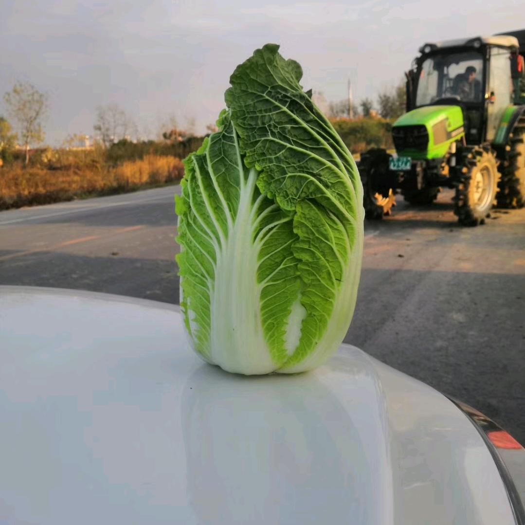 钟祥市晶玉蔬菜合作社