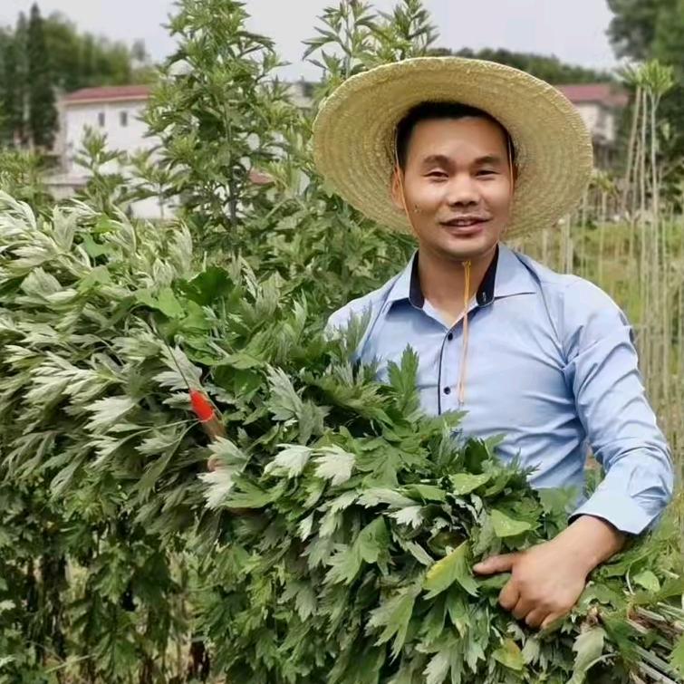 好艾之家蕲艾产品