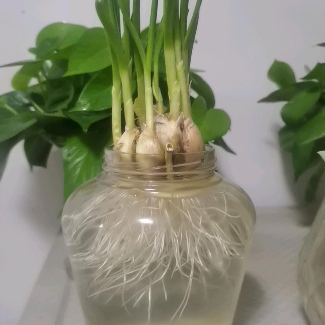 宝贝丫头