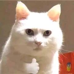 齊苒