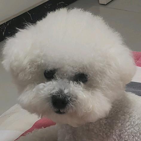 它叫福宝啊🐶