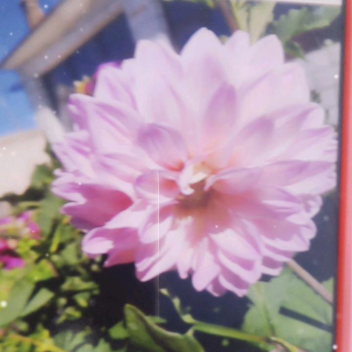 霞姐🎤直播聊天