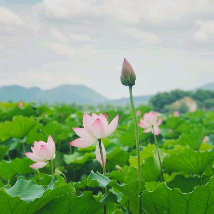 天  之  蓝