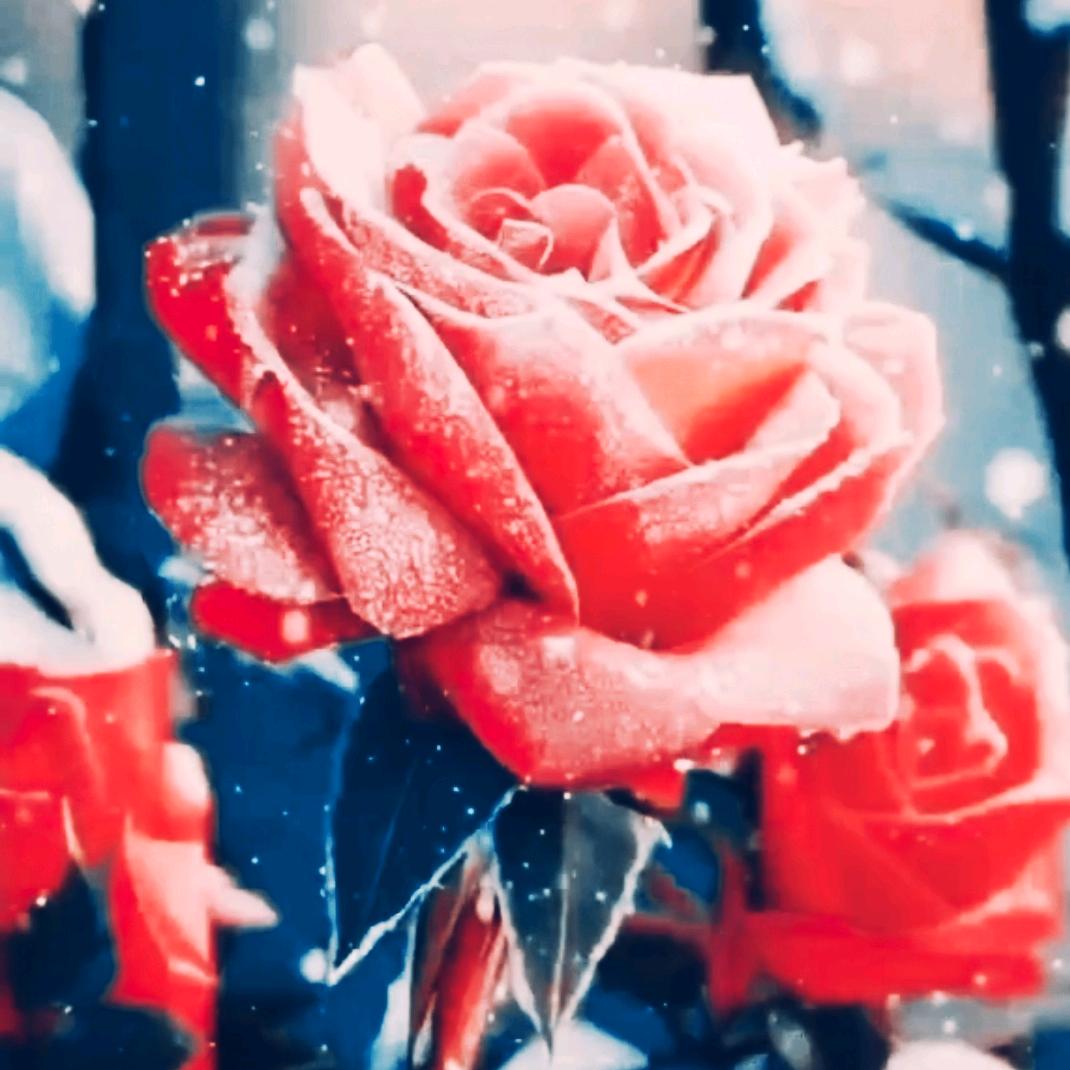 仙客来🌹🌹🌹