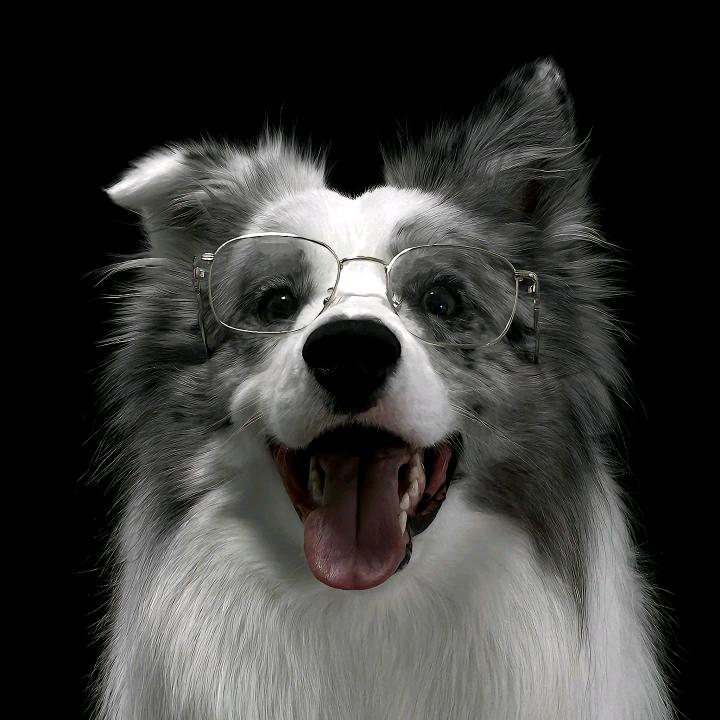 康森斯犬舍-龙龙