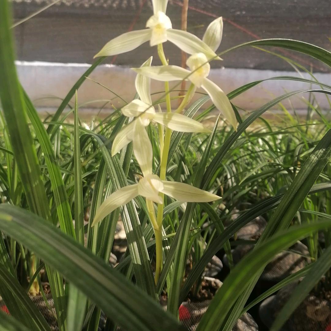 鸿才兰草