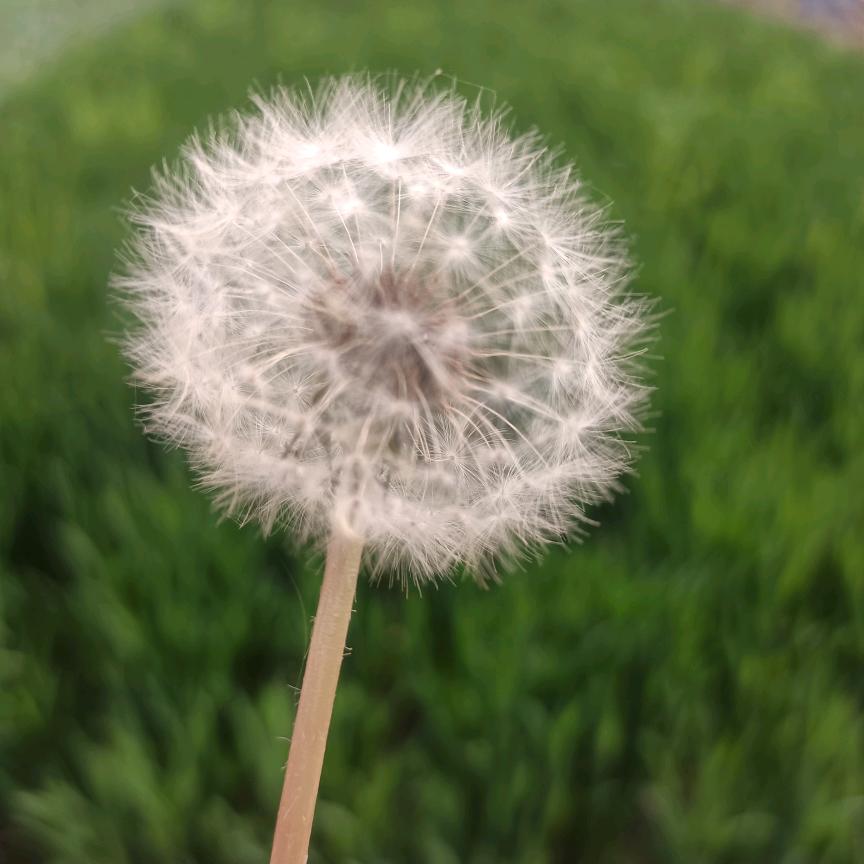 用户7176311800691一草一木