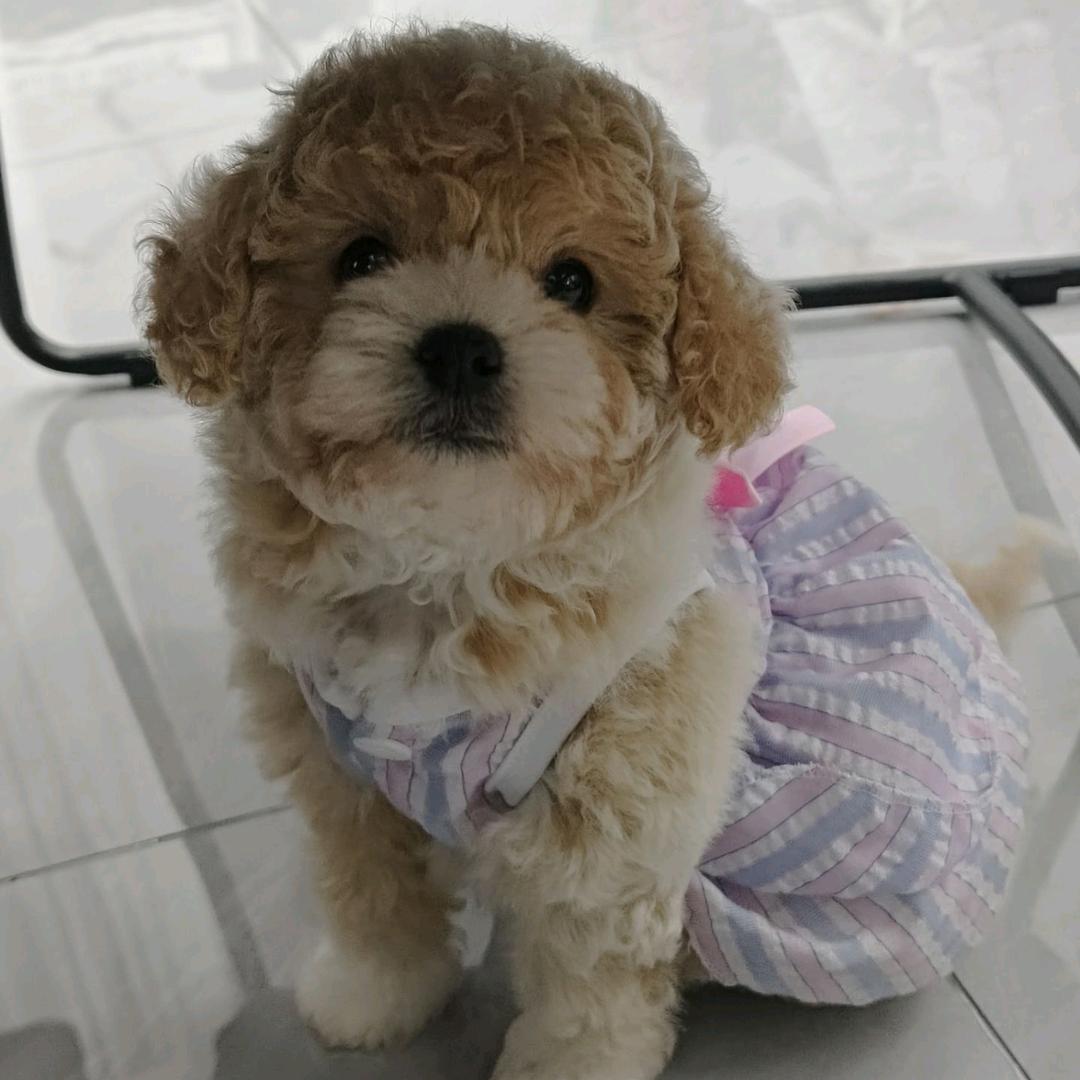 青莲🌈