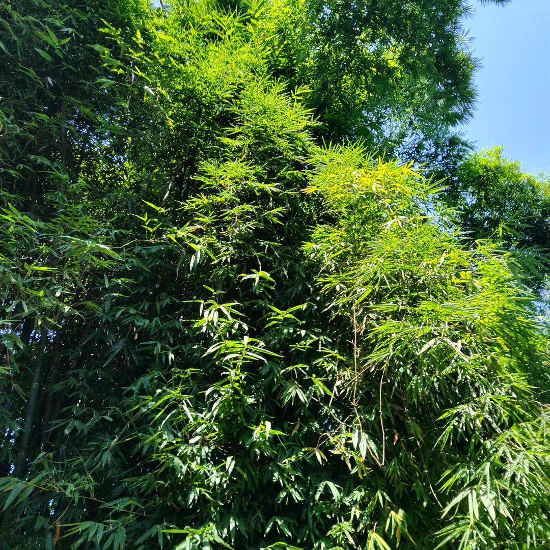 用户芬姐
