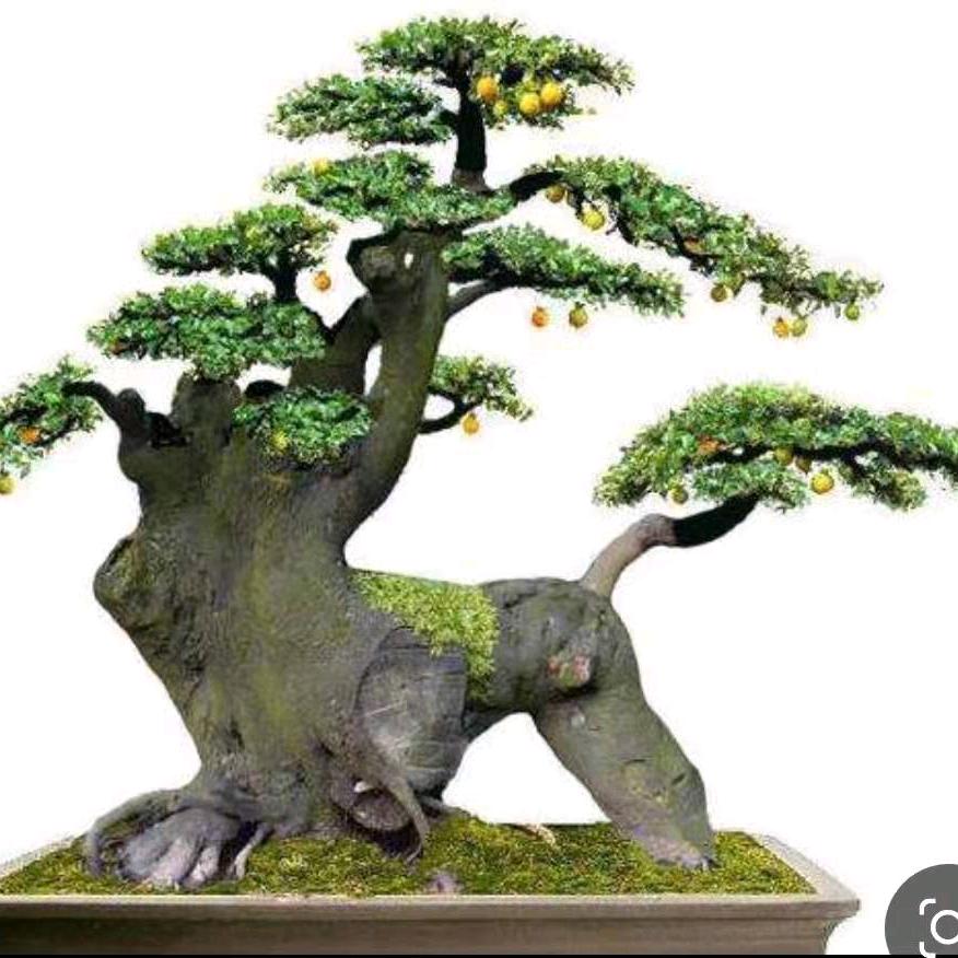 阿福