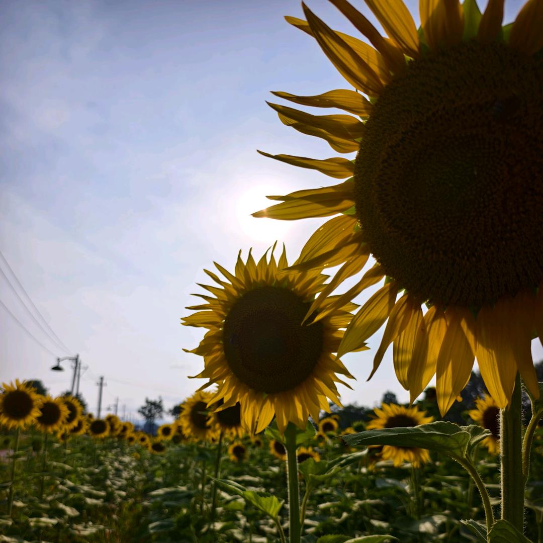 陌上开花