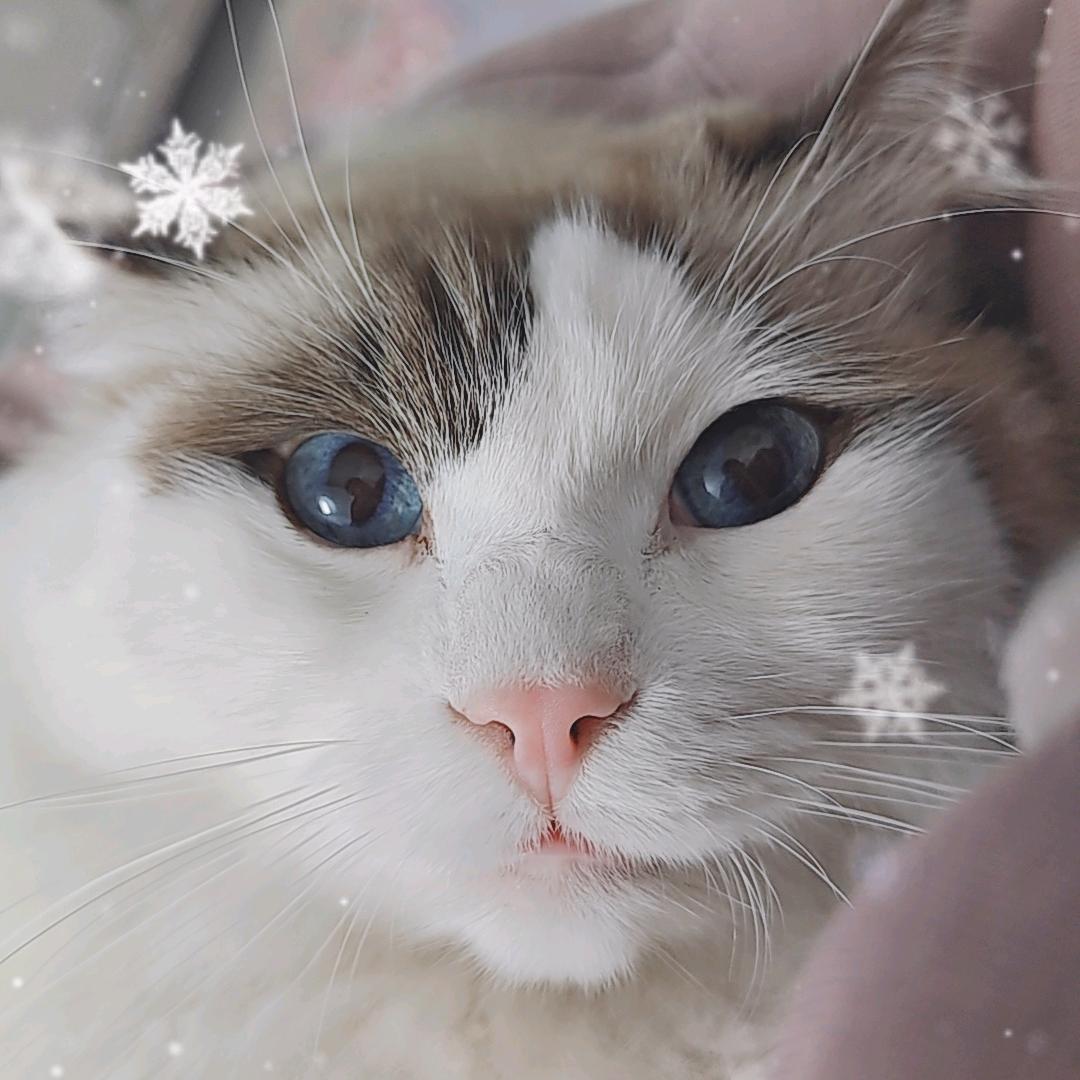 抖机灵鸭
