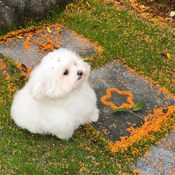 枫瑾