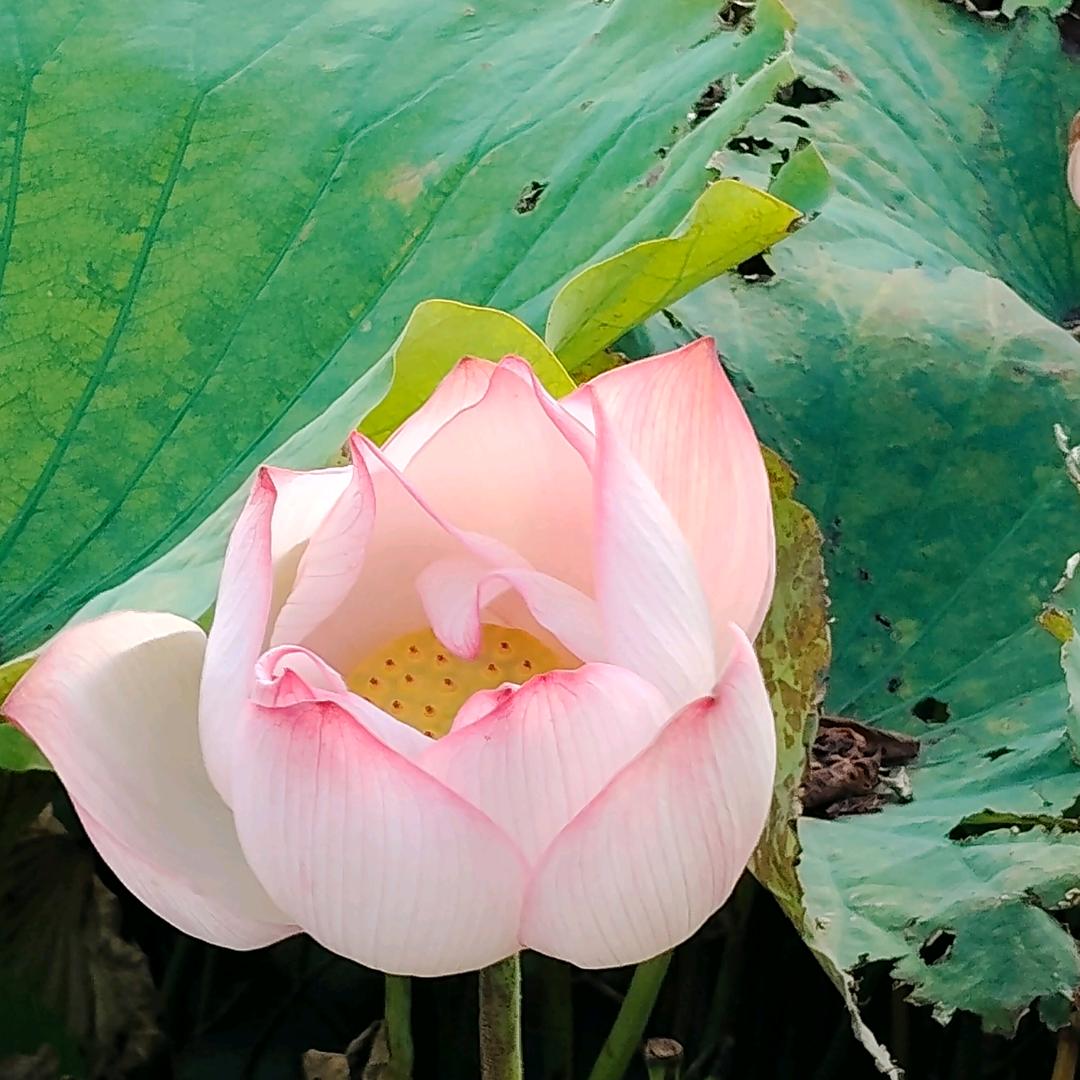 永思